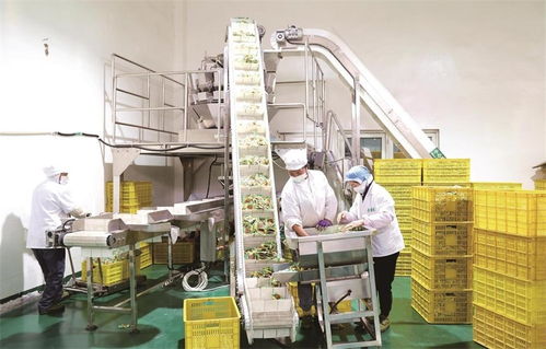 食品產業(yè)篇16 小黃豆 磨 出大產業(yè) 豆制品香飄海內外